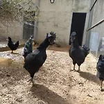 Abba