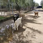 Abba * Siviglia